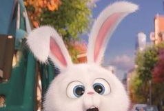 爱宠大机密1在线观看,欢乐逗趣在线观看！