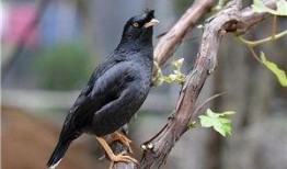 少女教育在线观看八哥,八哥视角下的青春成长记