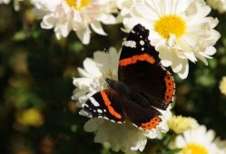 蝴蝶最新爆料视频,揭秘神秘事件内幕