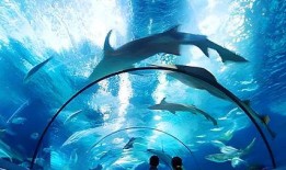 海洋水族馆爆料视频大全,水族馆爆料视频大全精彩瞬间回顾