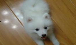 银狐 在线观看,在线观看，探寻神秘传说