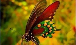 小蝴蝶黑料爆料视频,视频爆料背后的真相与争议