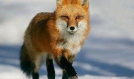 抖音狐狸崽崽免费吃瓜爆料,揭秘娱乐圈幕后真相