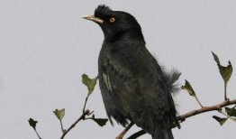 少女教育在线观看八哥,八哥视角下的青春成长记