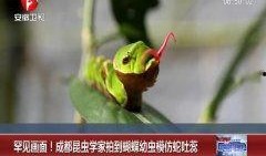 昆虫学家官方爆料视频,官方爆料视频中的昆虫奥秘