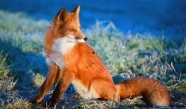 抖音狐狸崽崽免费吃瓜爆料,揭秘娱乐圈幕后真相