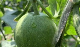 娱乐吃瓜中,揭秘明星幕后故事，吃瓜群众狂欢时刻