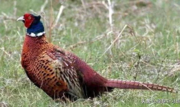 山鸡鱼最新爆料