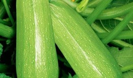 网红韩婧格吃瓜视频下载,揭秘娱乐圈幕后真相