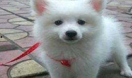 银狐 在线观看,在线观看，探寻神秘传说