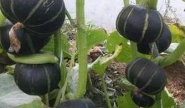 栗子娱乐吃瓜,揭秘娱乐圈最新吃瓜事件，带你领略明星幕后故事