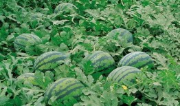 禹城网红吃瓜群微信,揭秘网络红人背后的故事与趣闻