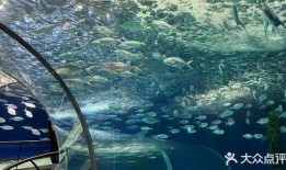 海洋水族馆爆料视频大全,水族馆爆料视频大全精彩瞬间回顾