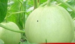 娱乐吃瓜中,揭秘明星幕后故事，吃瓜群众狂欢时刻