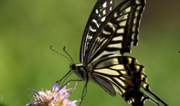 小蝴蝶黑料爆料视频,视频爆料背后的真相与争议