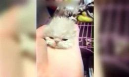 呆妹娱乐吃瓜视频大全,盘点全网最热吃瓜视频大全