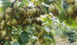 猕猴桃爆料新闻报道,揭秘猕猴桃产业的秘密与挑战