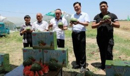 吃瓜少女小公爷小说免费阅读,宫廷风云下的甜蜜爱恋