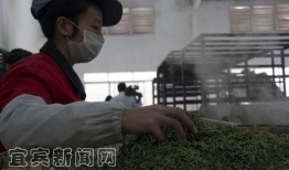 最新茶叶爆料视频,神秘茶叶背后的故事与真相