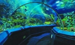 海洋水族馆爆料视频大全,水族馆爆料视频大全精彩瞬间回顾