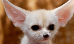 抖音狐狸崽崽免费吃瓜爆料,揭秘娱乐圈幕后真相