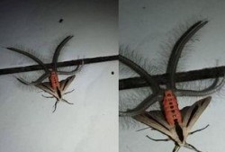 昆虫学家官方爆料视频,官方爆料视频中的昆虫奥秘