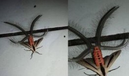 昆虫学家官方爆料视频,官方爆料视频中的昆虫奥秘